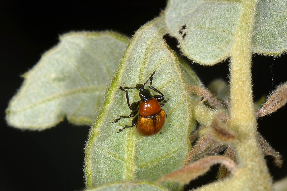 Attelabus nitens, su Leccio.